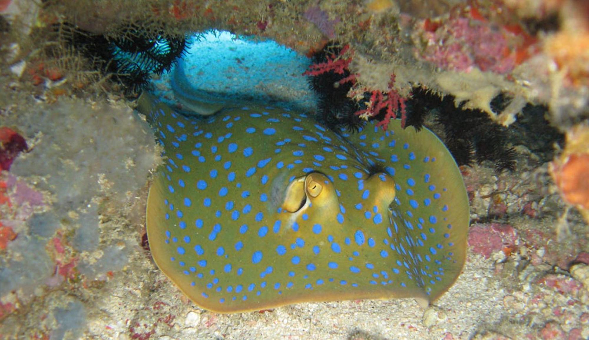 Gili Pirates Dive & Bnb Gili Trawangan Dış mekan fotoğraf
