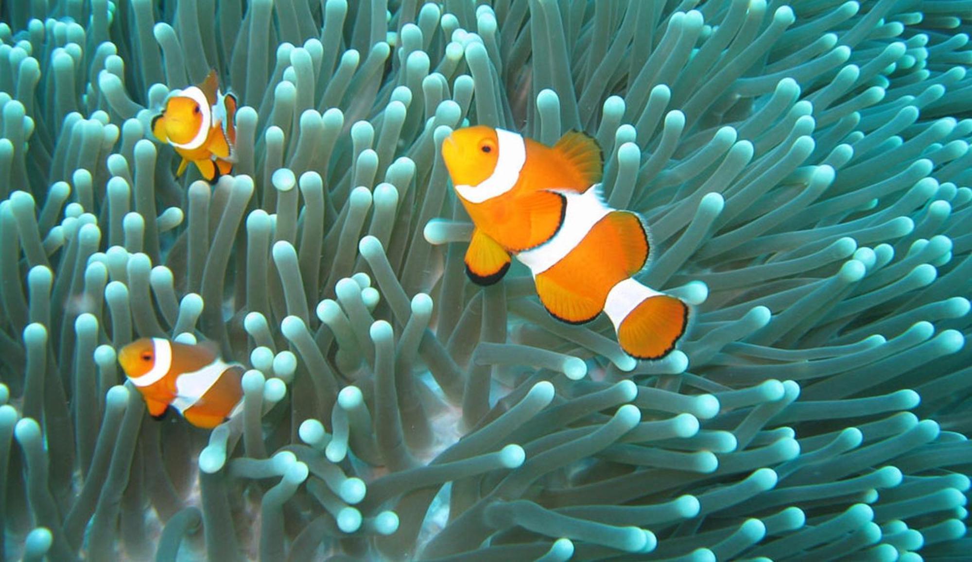 Gili Pirates Dive & Bnb Gili Trawangan Dış mekan fotoğraf